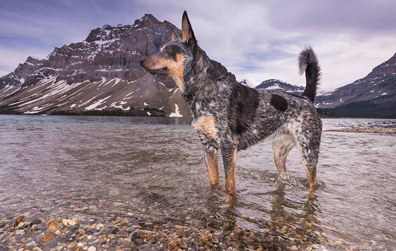 Blue Heelers Unleashed: Stunning Photos of Australian Cattle Dogs