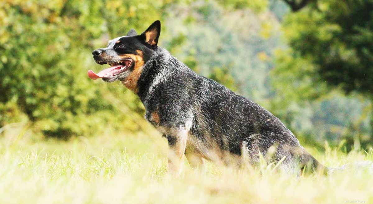 Blue Heelers Unleashed: Stunning Photos of Australian Cattle Dogs