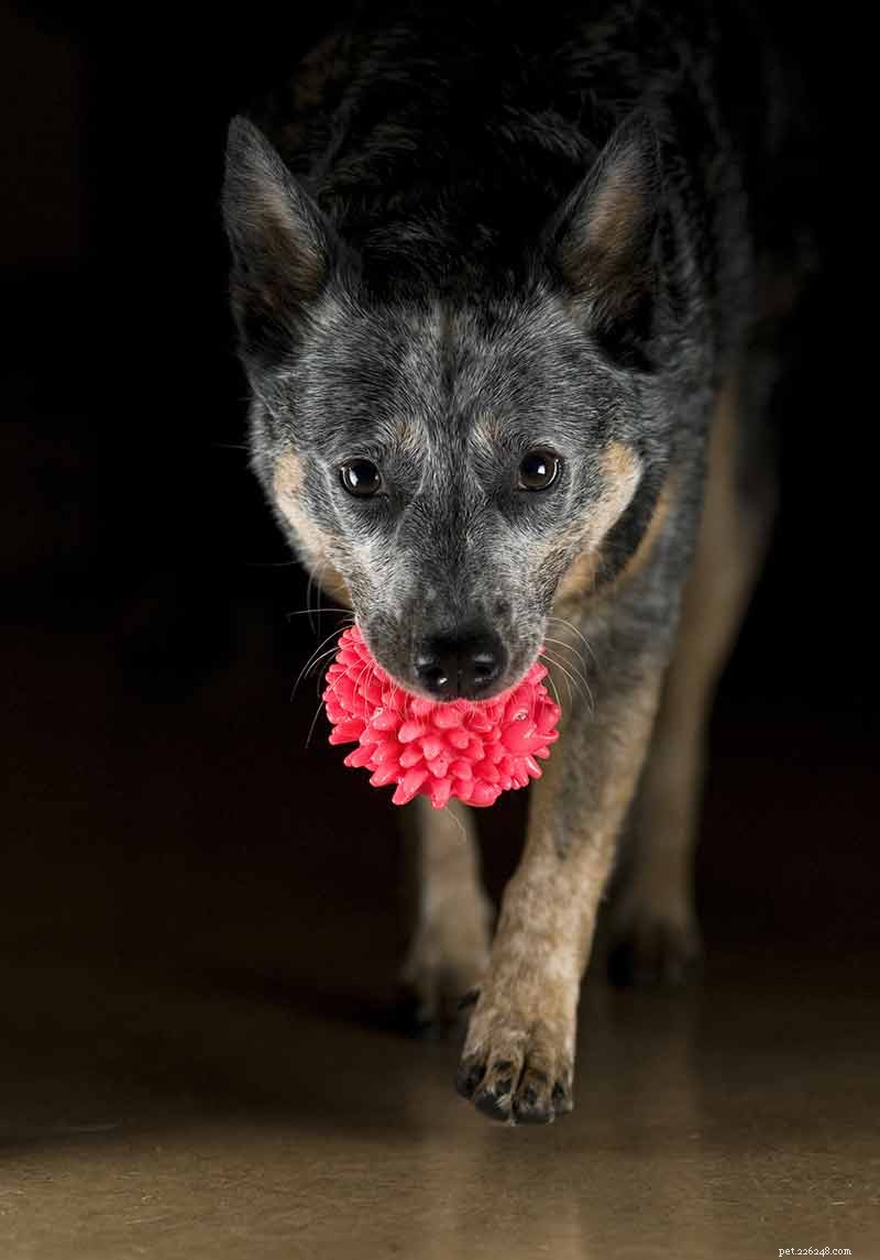 Blue Heelers Unleashed: Stunning Photos of Australian Cattle Dogs