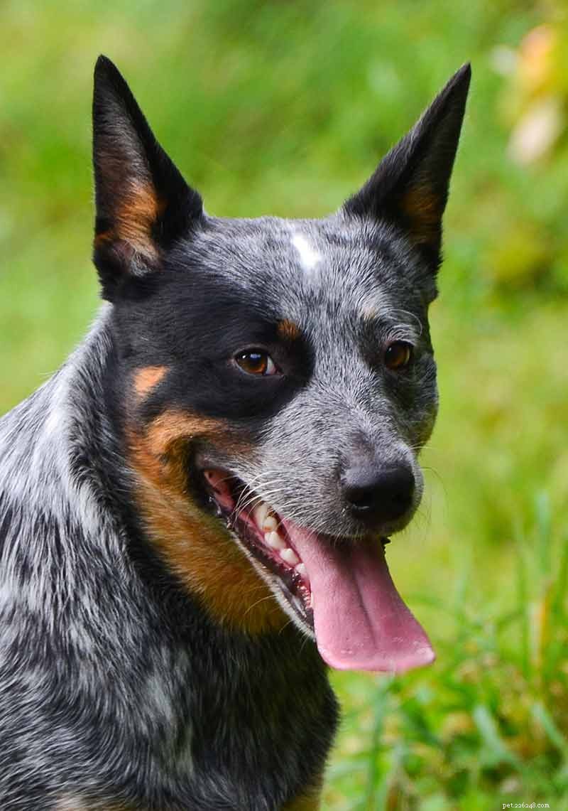 Blue Heelers Unleashed: Stunning Photos of Australian Cattle Dogs