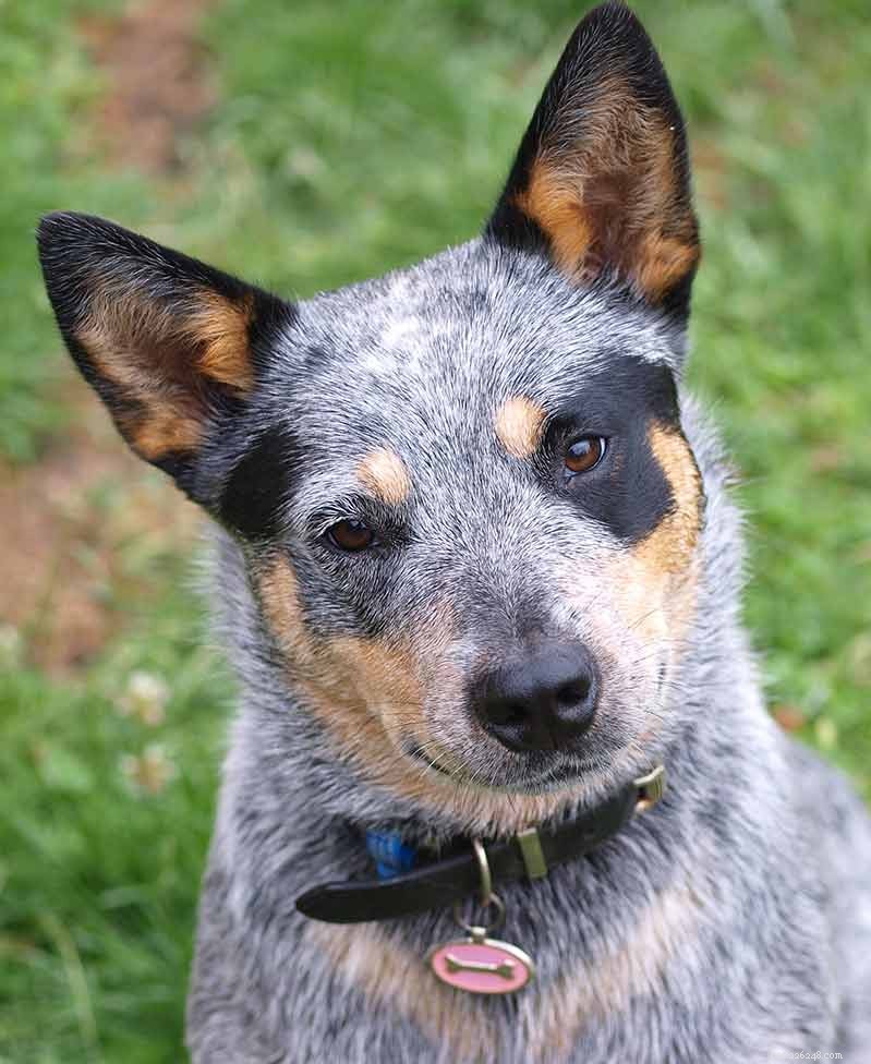 Blue Heelers Unleashed: Stunning Photos of Australian Cattle Dogs