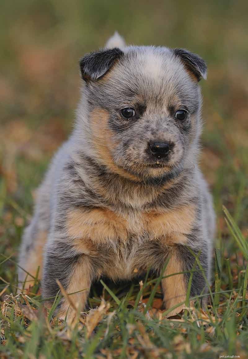 Blue Heelers Unleashed: Stunning Photos of Australian Cattle Dogs