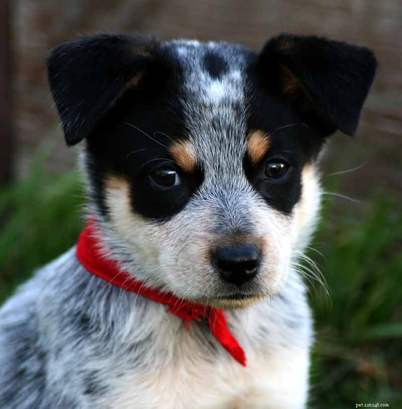 Blue Heelers Unleashed: Stunning Photos of Australian Cattle Dogs
