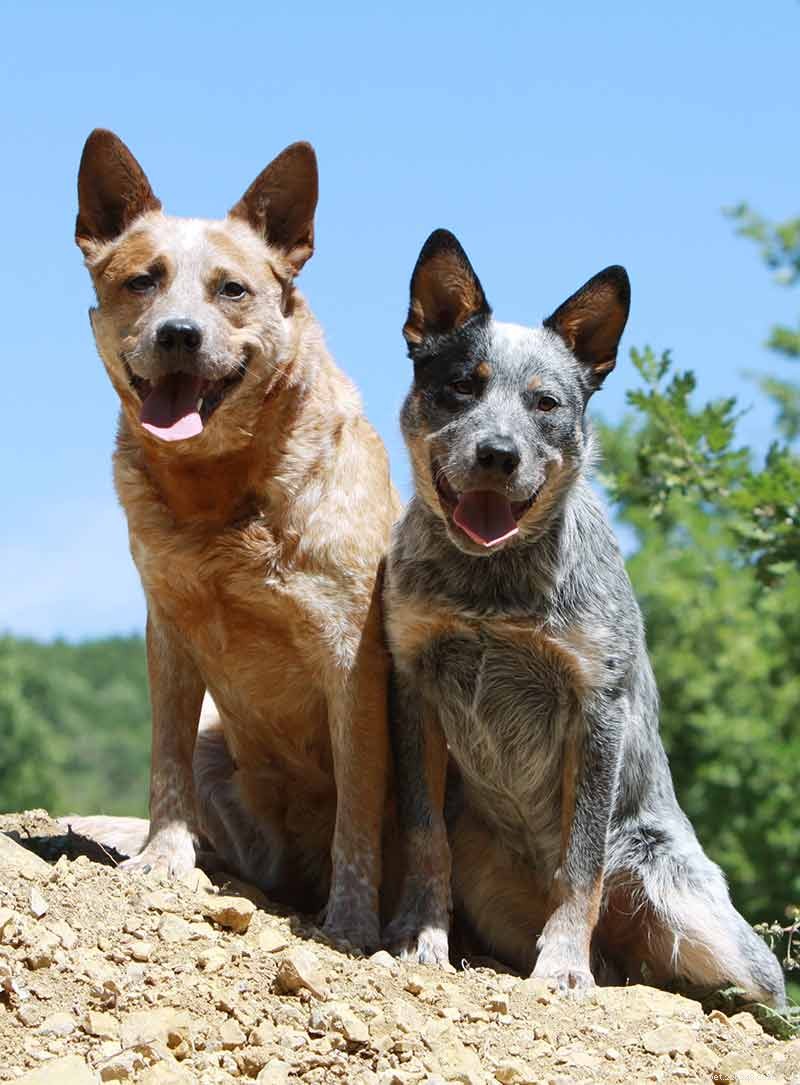 Blue Heelers Unleashed: Stunning Photos of Australian Cattle Dogs