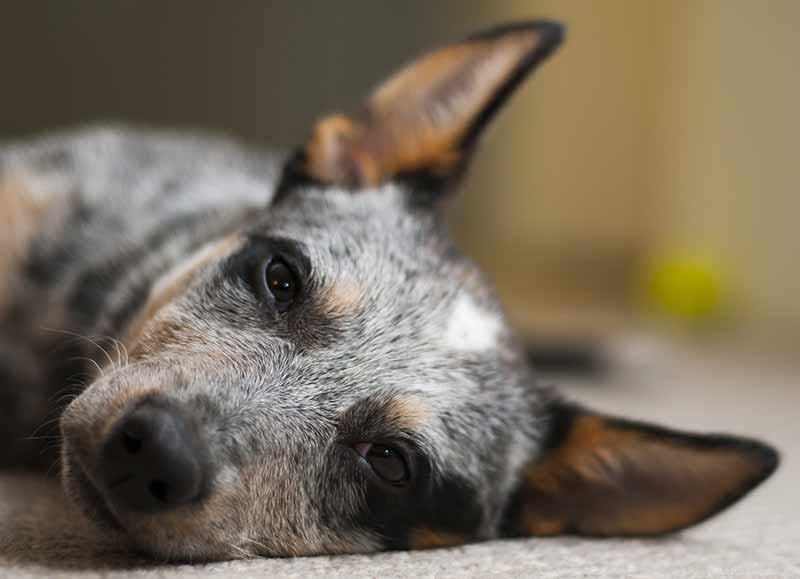 Blue Heelers Unleashed: Stunning Photos of Australian Cattle Dogs