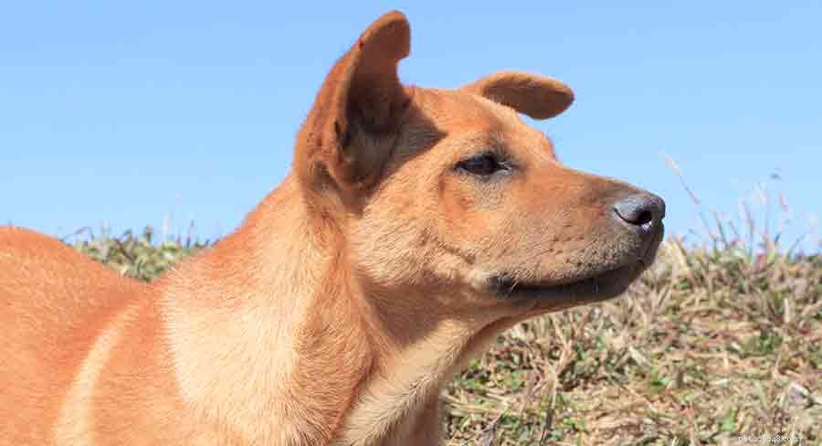 Explore Africa s Diverse Dog Breeds: From Desert Guardians to Rainforest Companions