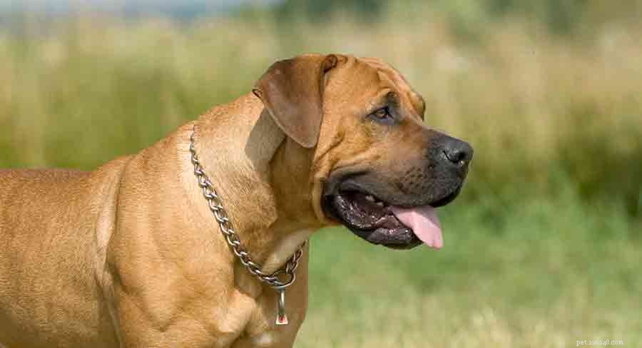Explore Africa s Diverse Dog Breeds: From Desert Guardians to Rainforest Companions