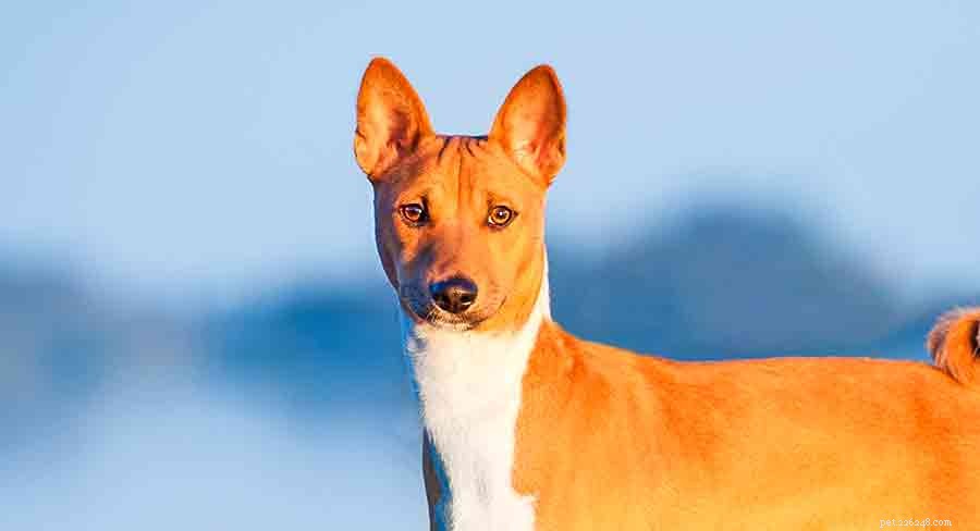 Explore Africa s Diverse Dog Breeds: From Desert Guardians to Rainforest Companions