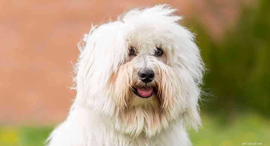 Explore Africa s Diverse Dog Breeds: From Desert Guardians to Rainforest Companions