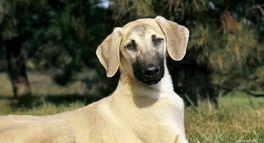 Explore Africa s Diverse Dog Breeds: From Desert Guardians to Rainforest Companions