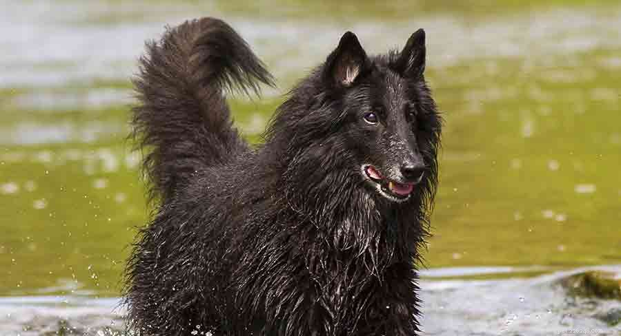 Discover 7 Stunning Belgian Dog Breeds: Heritage, Loyalty & Energy