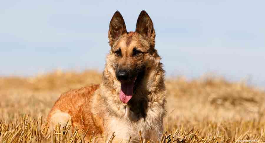 Discover 7 Stunning Belgian Dog Breeds: Heritage, Loyalty & Energy