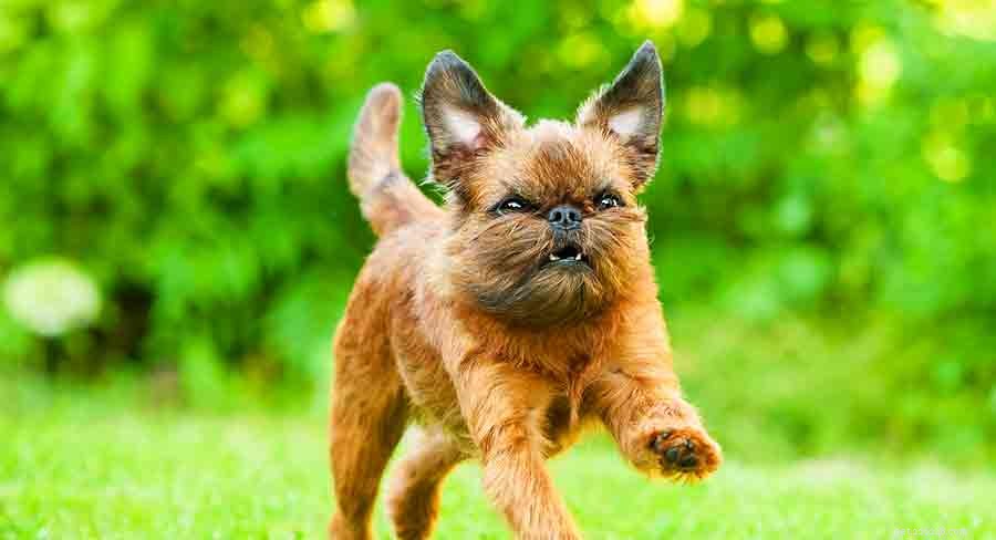 Discover 7 Stunning Belgian Dog Breeds: Heritage, Loyalty & Energy