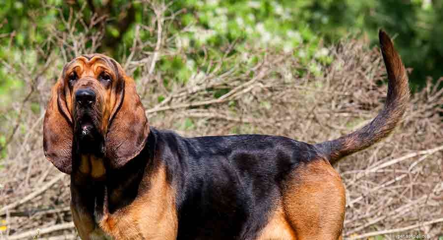 Discover 7 Stunning Belgian Dog Breeds: Heritage, Loyalty & Energy
