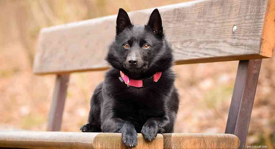 Discover 7 Stunning Belgian Dog Breeds: Heritage, Loyalty & Energy