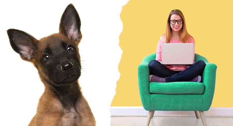 Discover 7 Stunning Belgian Dog Breeds: Heritage, Loyalty & Energy