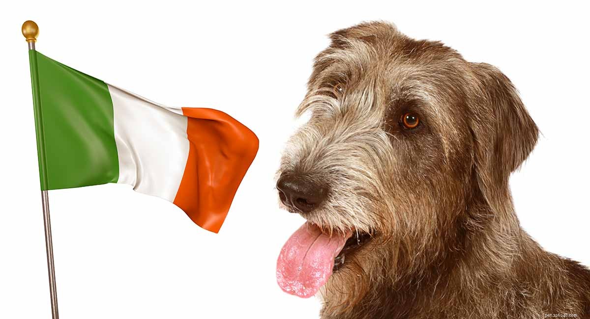 Discover Ireland s Native Dog Breeds: A Comprehensive Guide to the Country s Iconic Canines