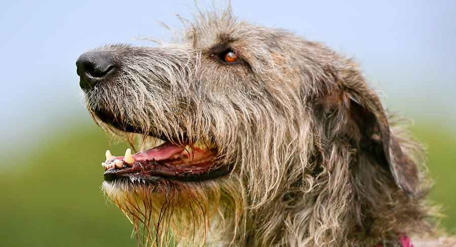 Discover Ireland s Native Dog Breeds: A Comprehensive Guide to the Country s Iconic Canines