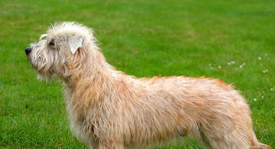 Discover Ireland s Native Dog Breeds: A Comprehensive Guide to the Country s Iconic Canines