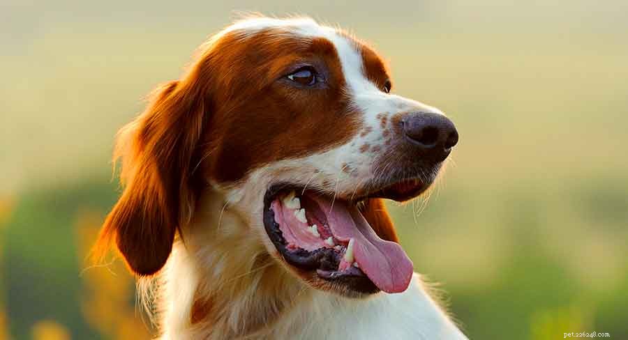 Discover Ireland s Native Dog Breeds: A Comprehensive Guide to the Country s Iconic Canines