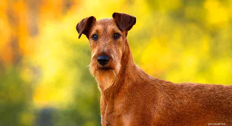 Discover Ireland s Native Dog Breeds: A Comprehensive Guide to the Country s Iconic Canines