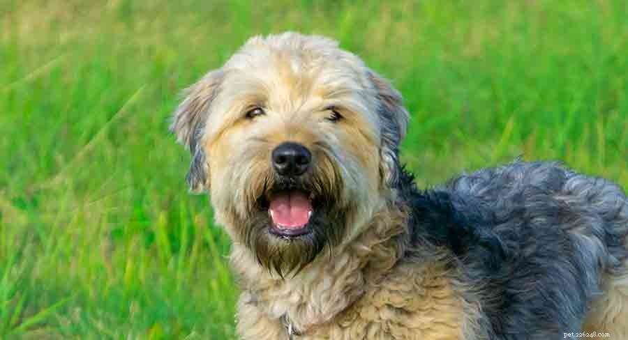 Discover Ireland s Native Dog Breeds: A Comprehensive Guide to the Country s Iconic Canines