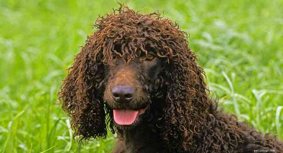 Discover Ireland s Native Dog Breeds: A Comprehensive Guide to the Country s Iconic Canines