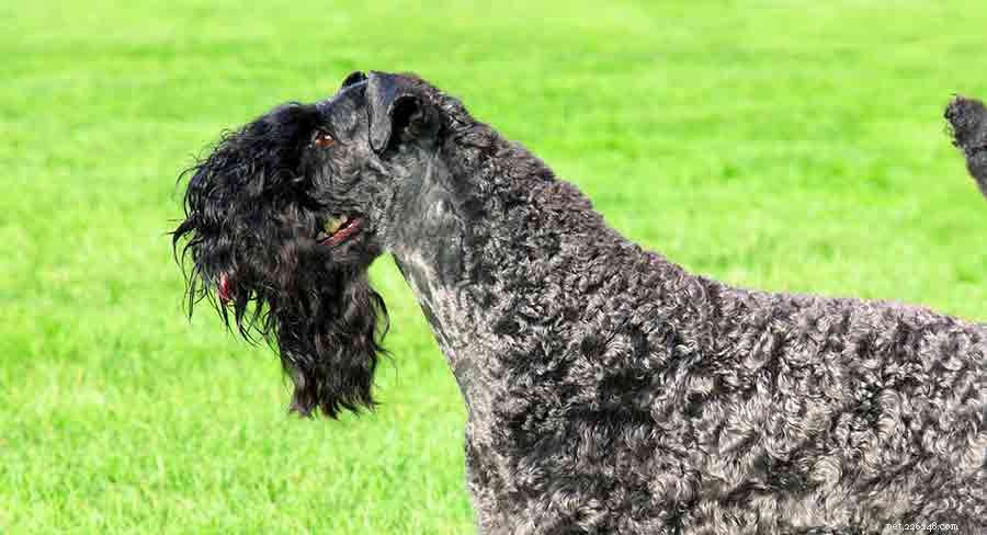 Discover Ireland s Native Dog Breeds: A Comprehensive Guide to the Country s Iconic Canines