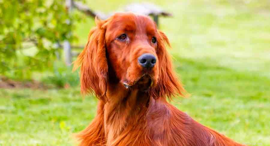 Discover Ireland s Native Dog Breeds: A Comprehensive Guide to the Country s Iconic Canines