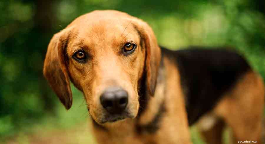 Discover Ireland s Native Dog Breeds: A Comprehensive Guide to the Country s Iconic Canines
