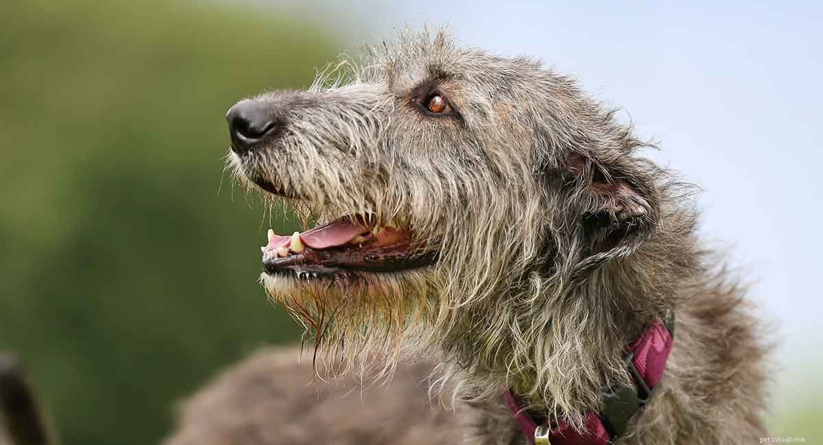Discover Ireland s Native Dog Breeds: A Comprehensive Guide to the Country s Iconic Canines