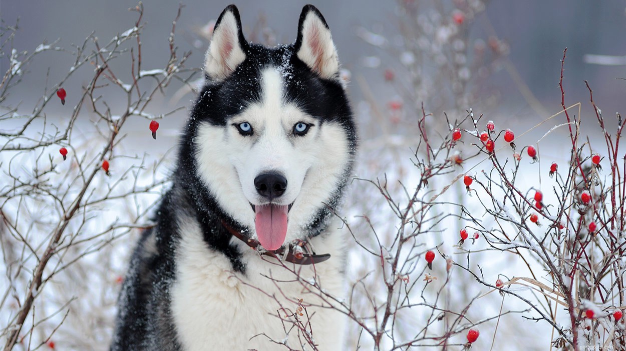 Discover Russia’s Finest Dog Breeds: Heritage, Strength, and Loyalty