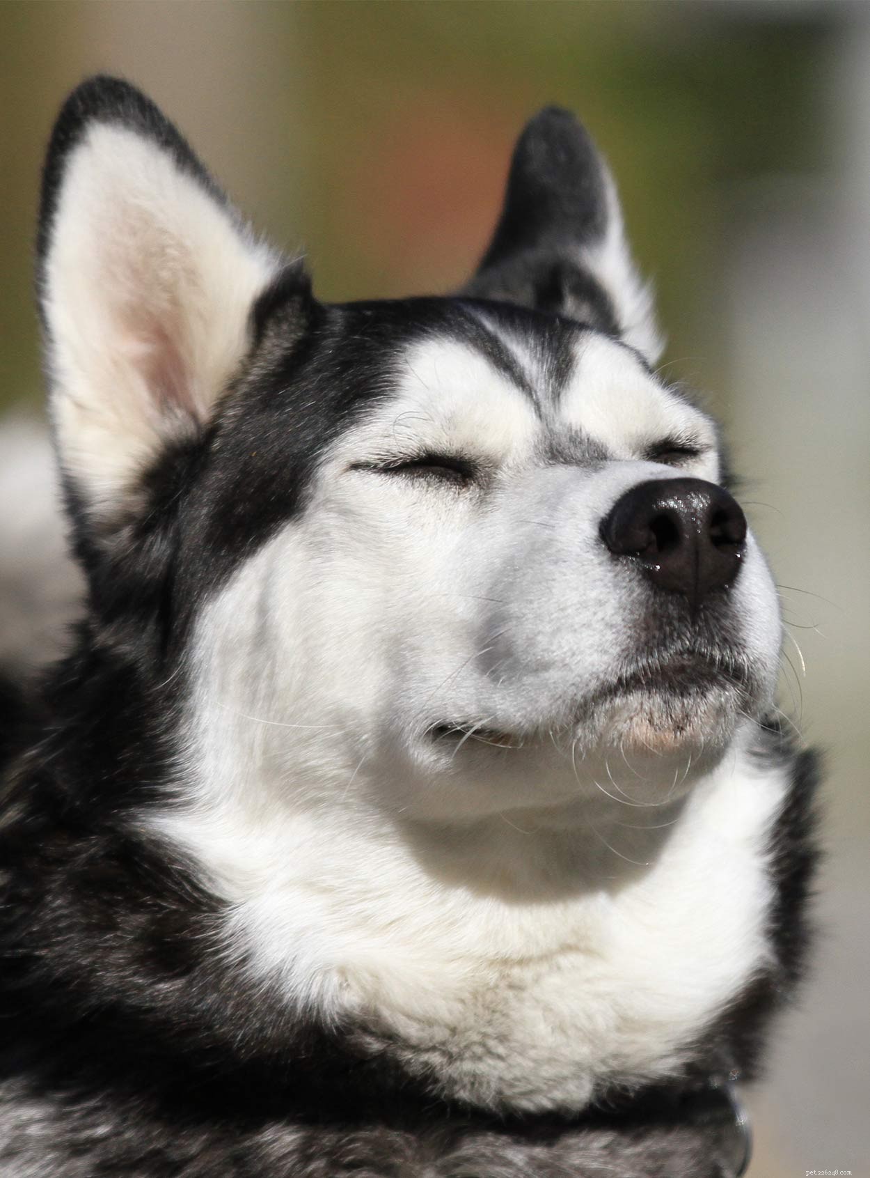Discover Russia’s Finest Dog Breeds: Heritage, Strength, and Loyalty