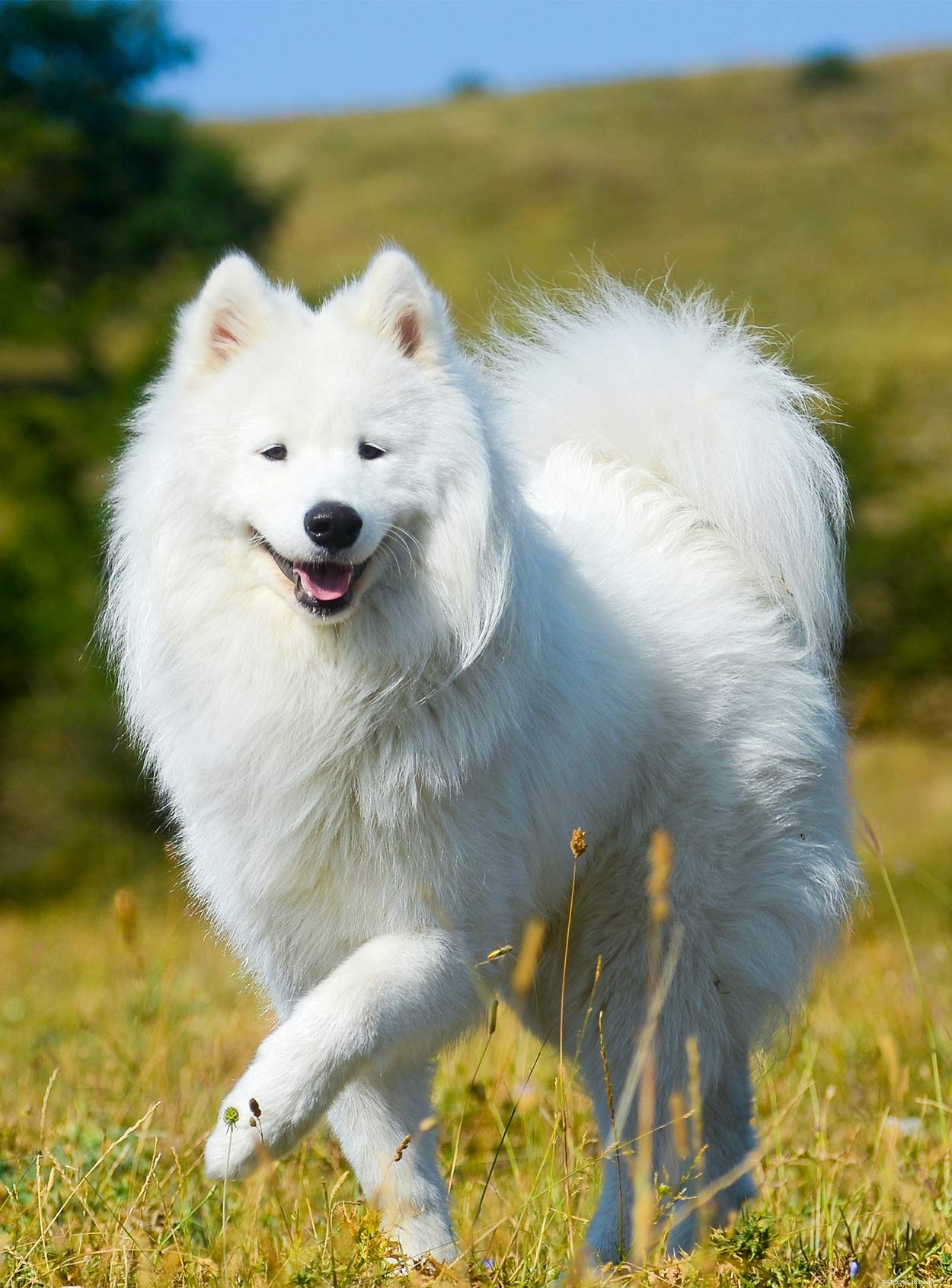 Discover Russia’s Finest Dog Breeds: Heritage, Strength, and Loyalty