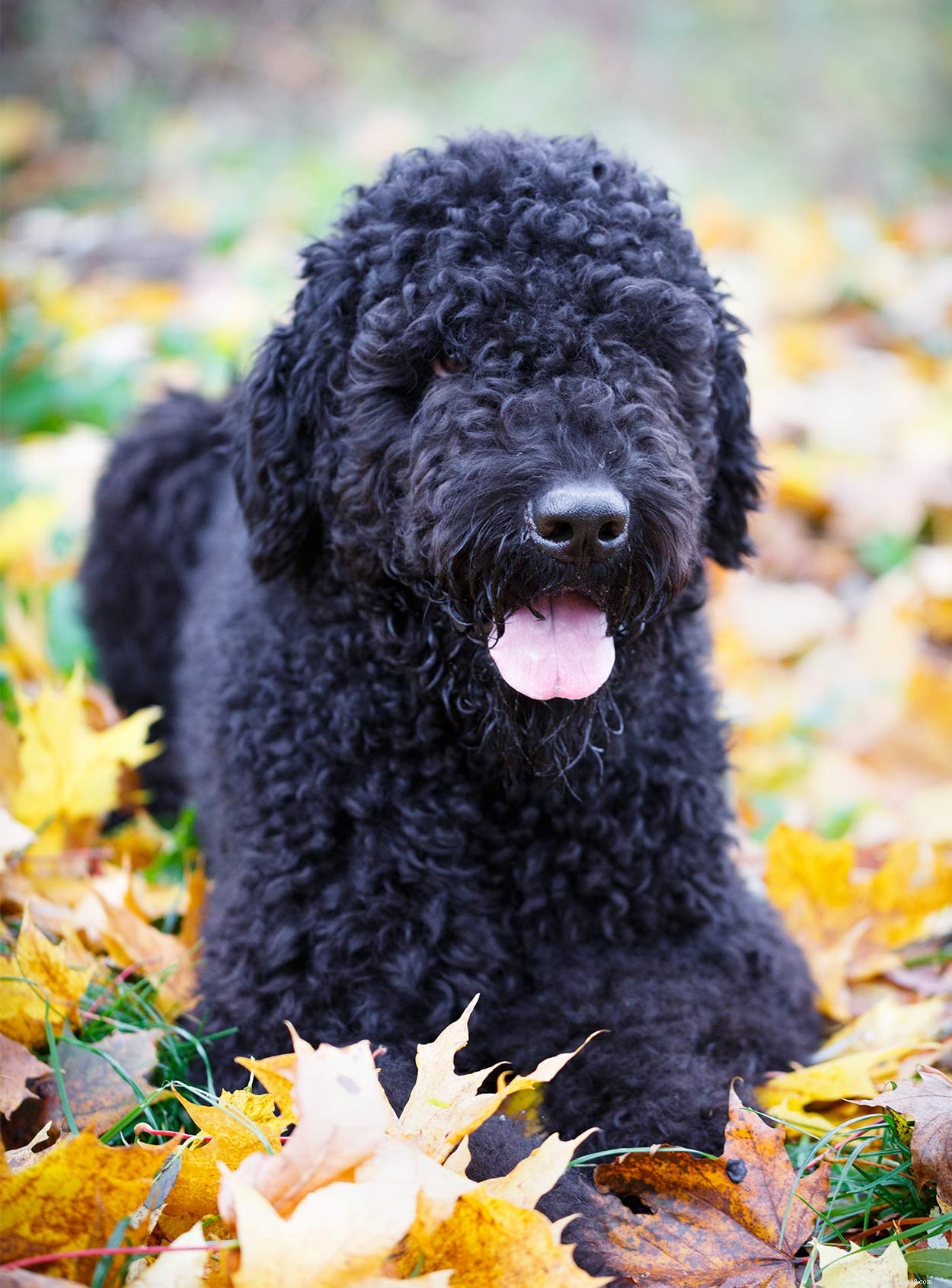 Discover Russia’s Finest Dog Breeds: Heritage, Strength, and Loyalty