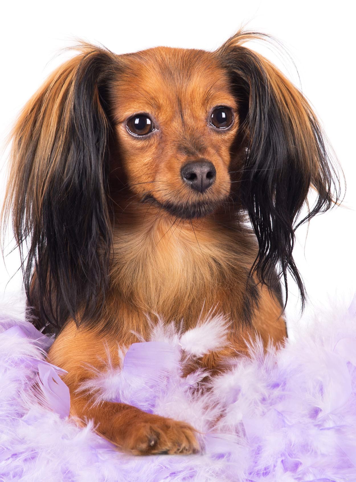Discover Russia’s Finest Dog Breeds: Heritage, Strength, and Loyalty