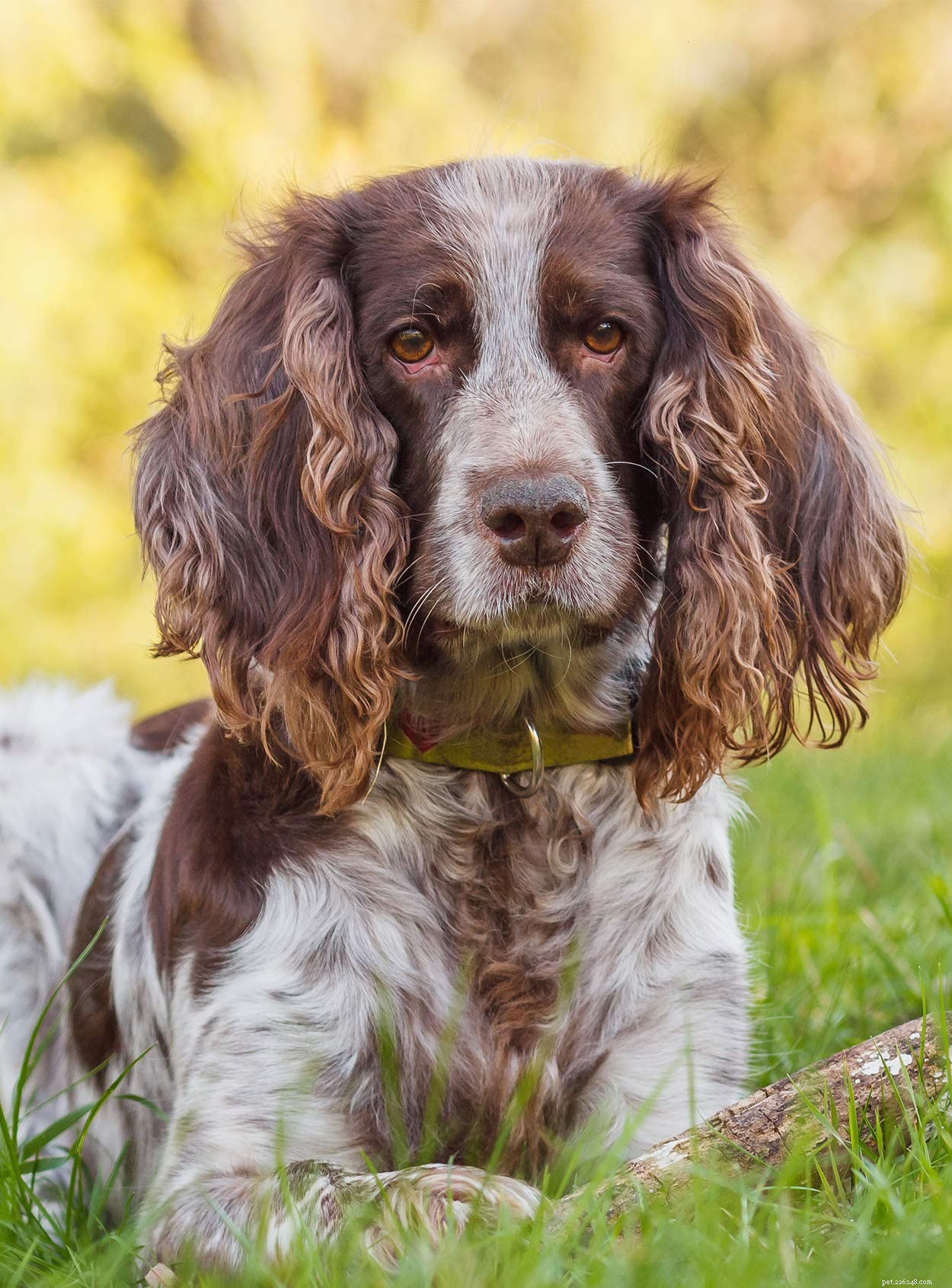Discover Russia’s Finest Dog Breeds: Heritage, Strength, and Loyalty