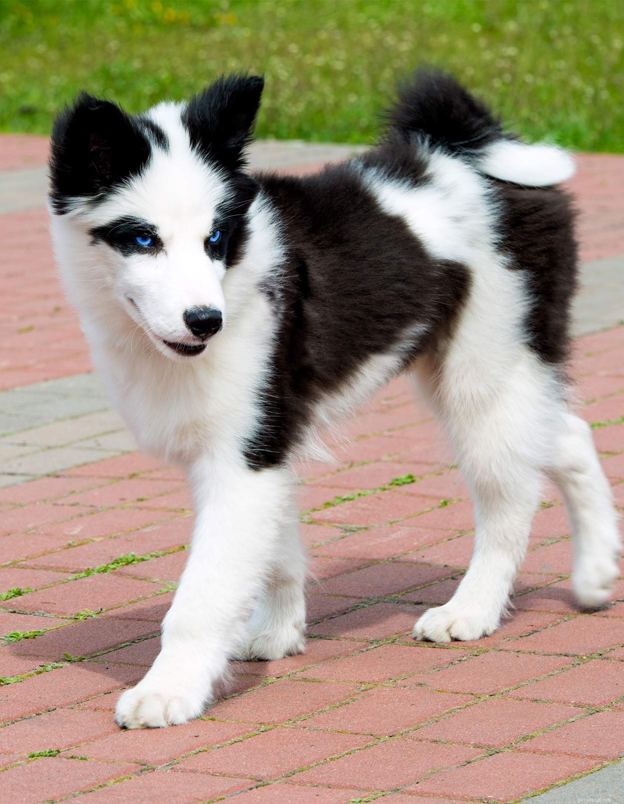 Discover Russia’s Finest Dog Breeds: Heritage, Strength, and Loyalty