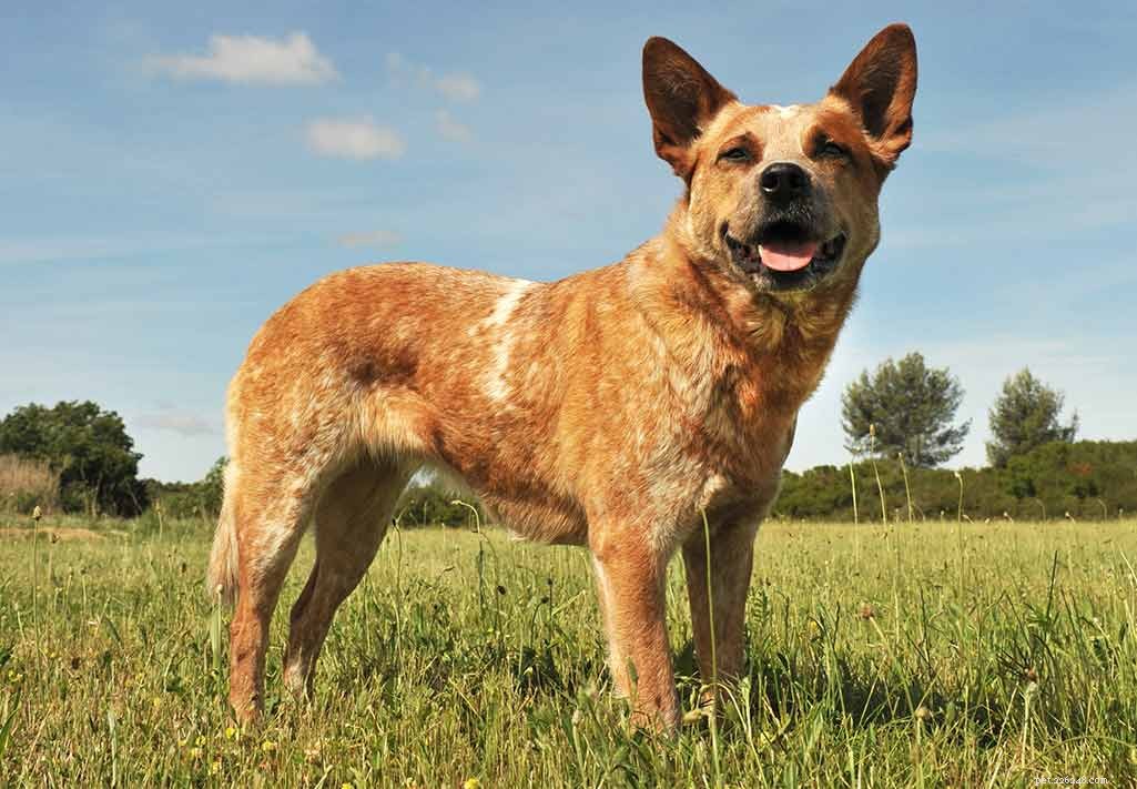 The Blue Heeler: Origins & History of the Australian Cattle Dog