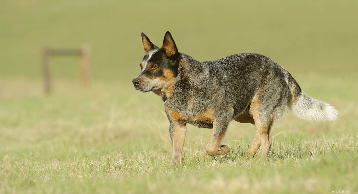 The Blue Heeler: Origins & History of the Australian Cattle Dog