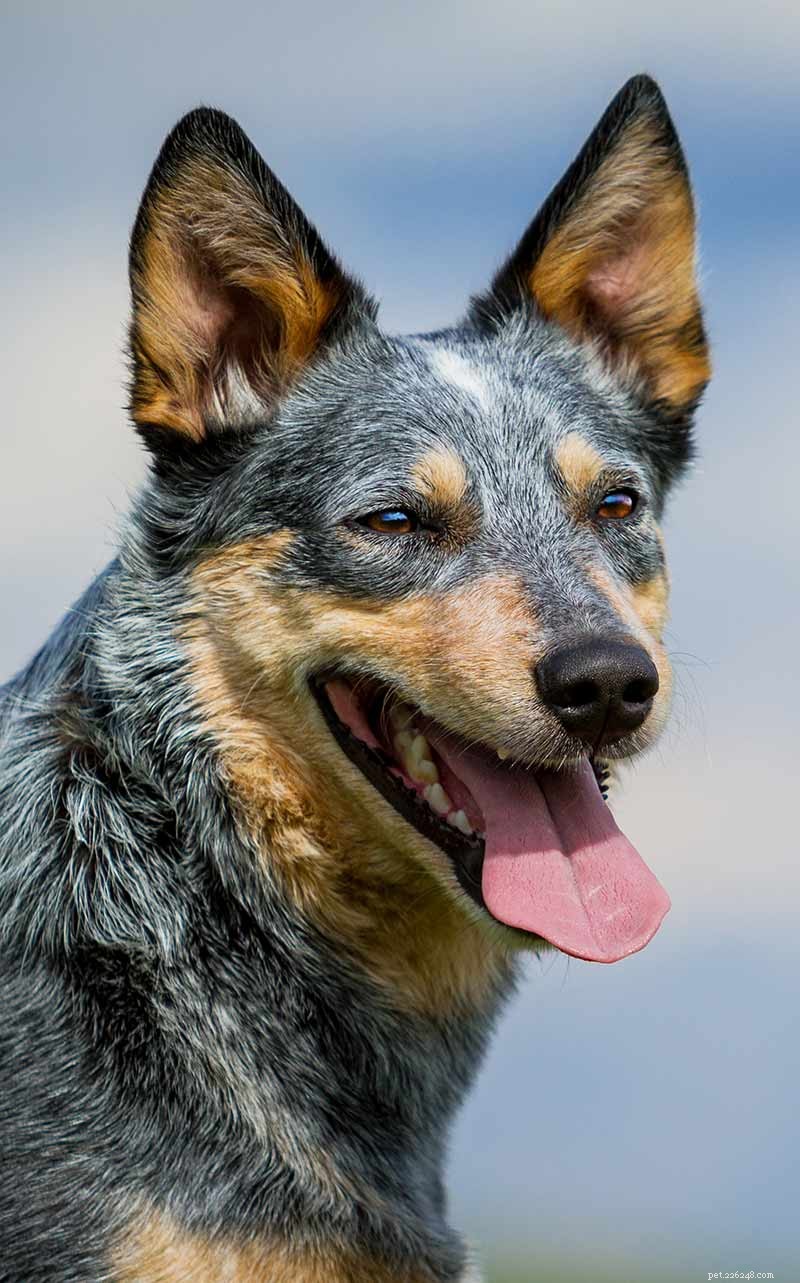 The Blue Heeler: Origins & History of the Australian Cattle Dog
