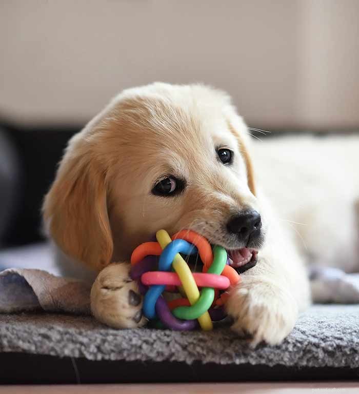 Golden Retriever Origins: Tracing the History & Legacy of North America’s Beloved Breed