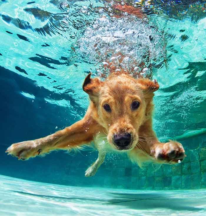 Golden Retriever Origins: Tracing the History & Legacy of North America’s Beloved Breed