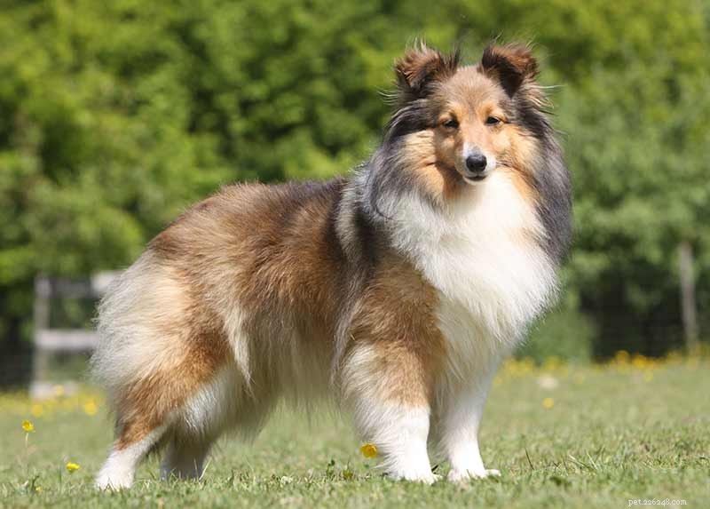 Top Cattle Dog Breeds: Intelligent, Reliable, and Highly Trainable Working Companions
