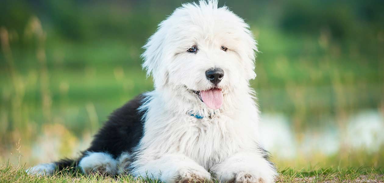 Top Cattle Dog Breeds: Intelligent, Reliable, and Highly Trainable Working Companions