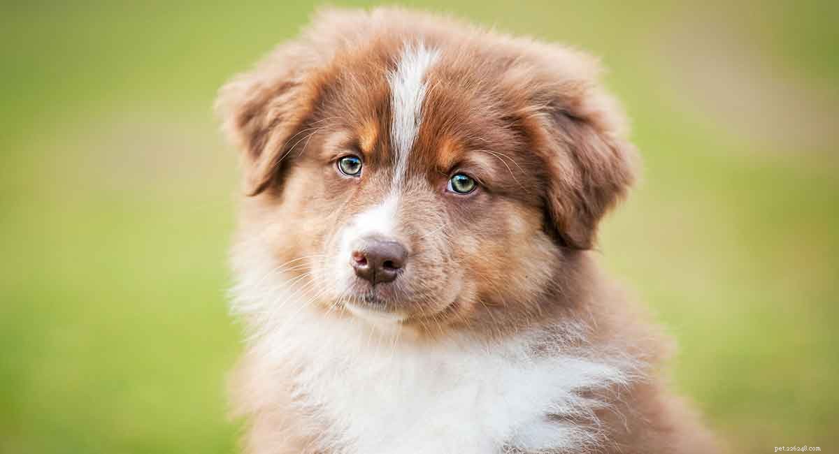 Top Cattle Dog Breeds: Intelligent, Reliable, and Highly Trainable Working Companions