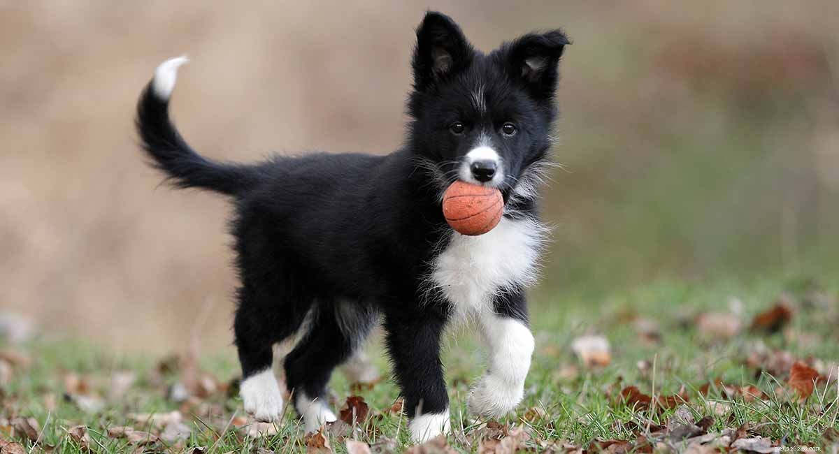 Top Cattle Dog Breeds: Intelligent, Reliable, and Highly Trainable Working Companions