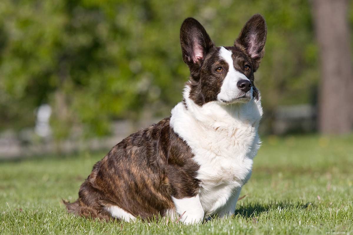 Top Cattle Dog Breeds: Intelligent, Reliable, and Highly Trainable Working Companions