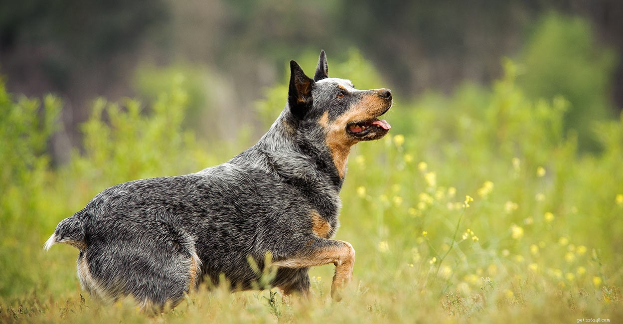 Top Cattle Dog Breeds: Intelligent, Reliable, and Highly Trainable Working Companions