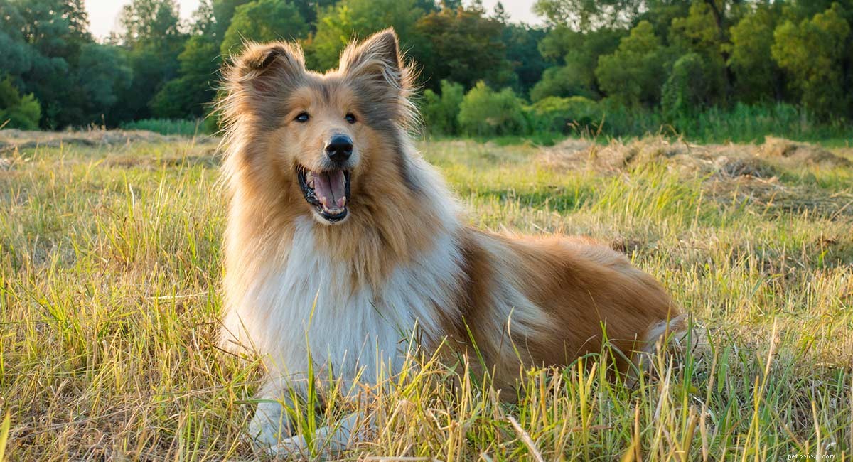 Top Cattle Dog Breeds: Intelligent, Reliable, and Highly Trainable Working Companions
